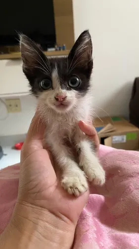 Filhote de gato