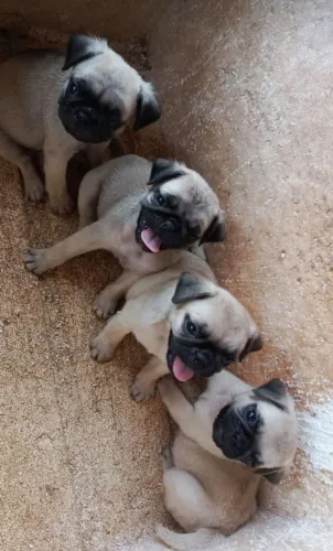 Filhotes pug