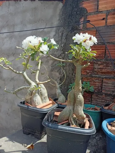 Vendo Rosa do deserto