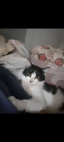 Gata