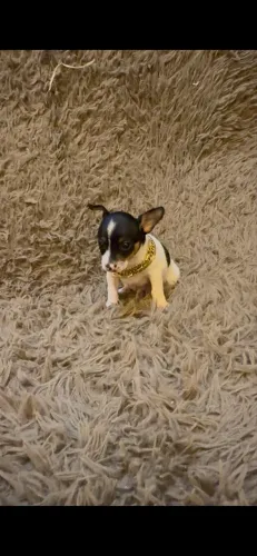 Cachorro