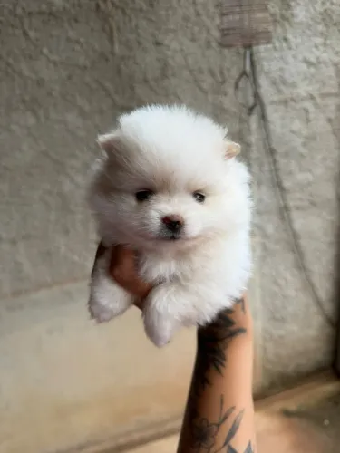 Filhotes de Lulu da Pomerania EXCELENTE PADRÃO E TEMPERAMENTO