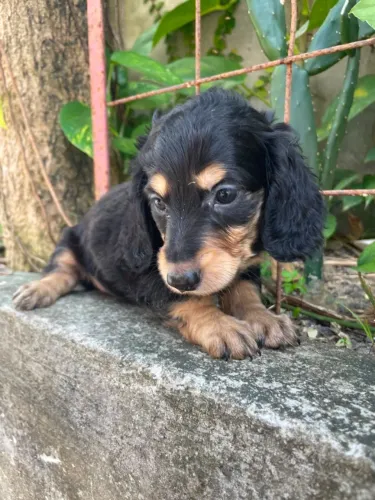 Filhotes Dachshund com Beleza e Qualidade