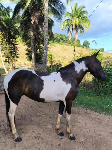 ÉGUA PAMPA