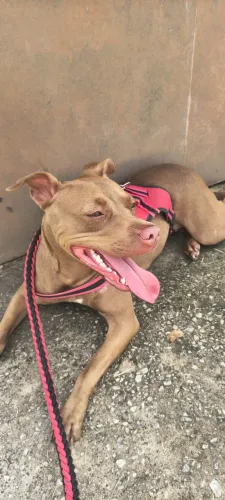 Pitbull Fêmea