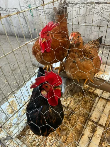 Mini granizes,Peru, Galinha  Polonesa, Mini Bengol, Galinha Angola, Branca, Pedrês 