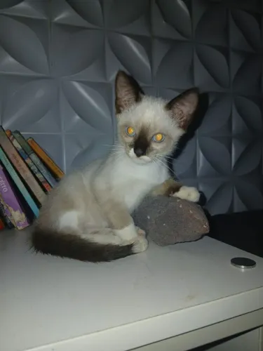 Bebezinha siamesa muuuuuuuito peralta