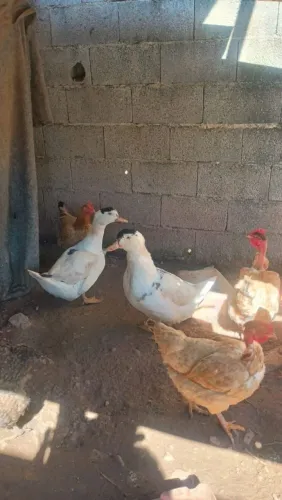 Vende -se pato grande