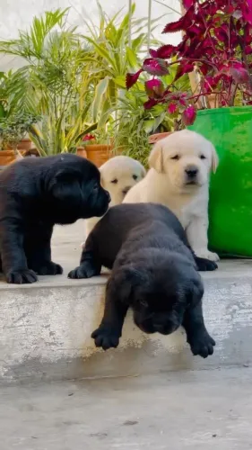 Labrador disponivel