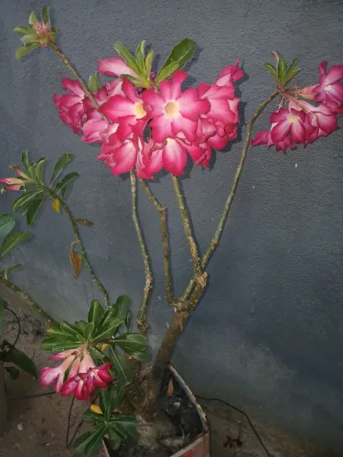 Vende-se 4 rosas do deserto