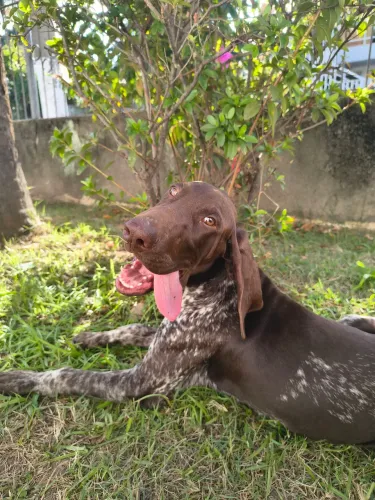 Filhotes de Braco Alemão