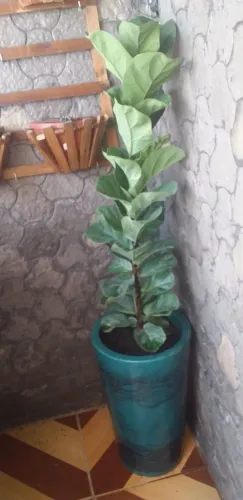 Planta Ficus