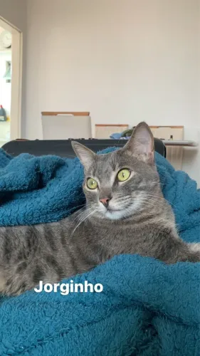 Gato cinza rajado, SDR, 3 anos e é castrado