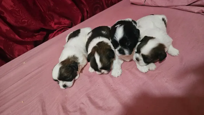 Shih tzu