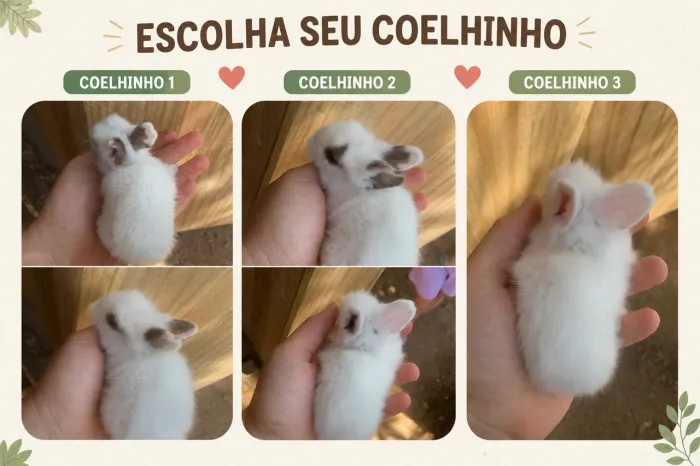Tenho 2 coelhinhos disponíveis para reserva 