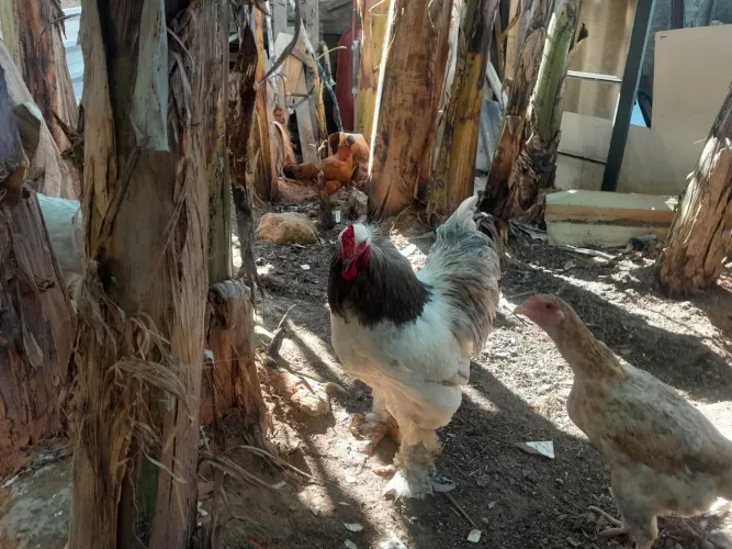 Galo de raça 
