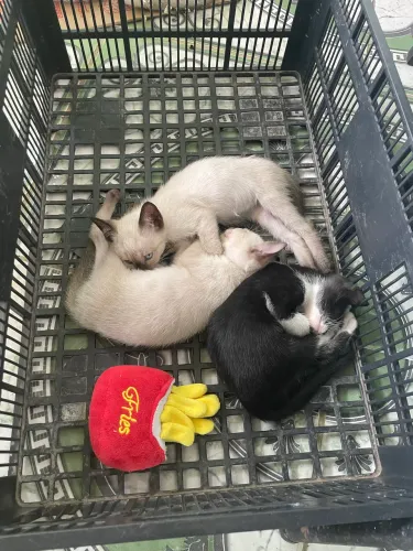 ? GATINHOS PARA ADOÇÃO RESPONSÁVEL ?