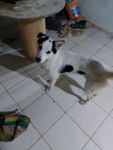 Doa-se husky siberiano macho 