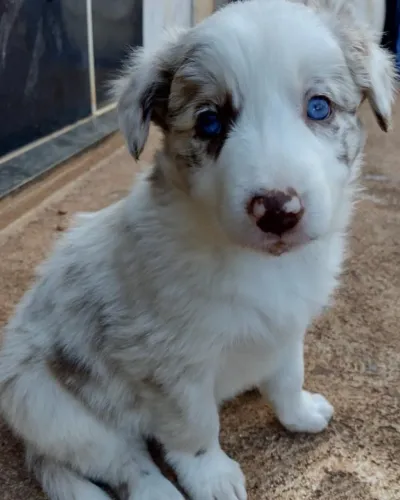 Border Collie Saudável com Documentação e Garantia em Contrato