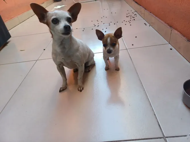 FILHOTE DE PINSCHER MACHO