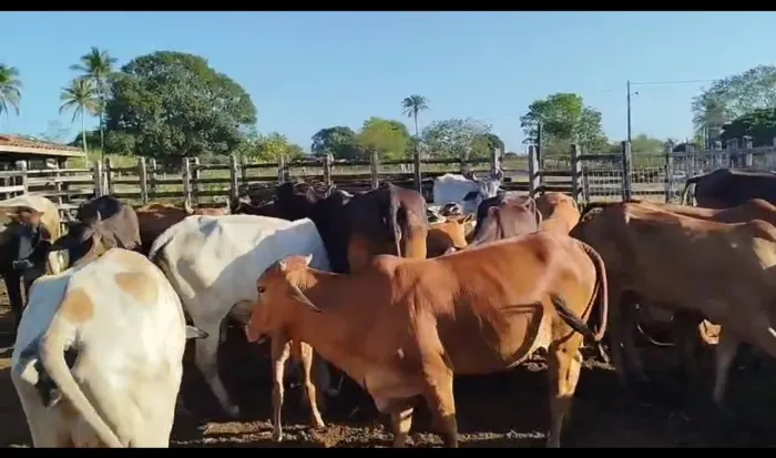 Gado variado