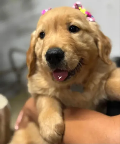 Golden Retrivier pra doação