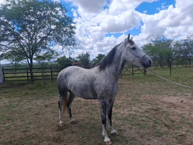 Vendo Cavalo
