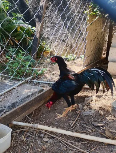 Vendo casal de frango índio