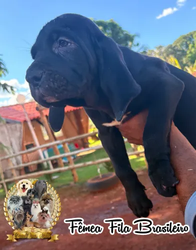 Fila brasileiro com pedigree 