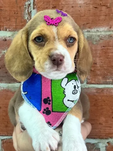 beagles com contrato
