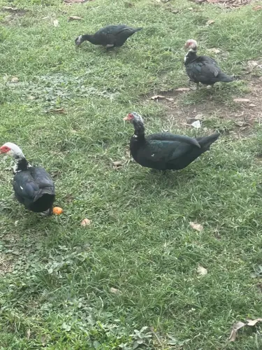 Patos 
