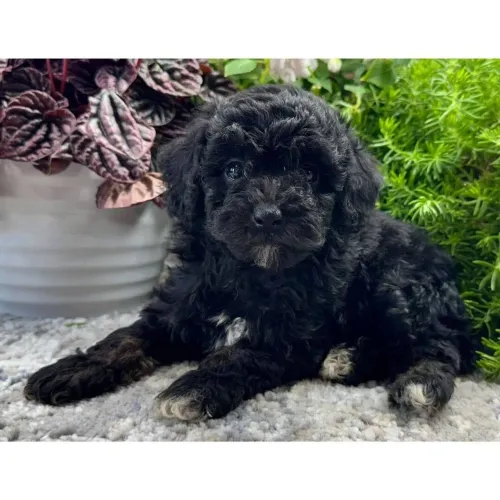 Poodle Toy Pretinho: Uma bolinha de cachos cheia de energia 