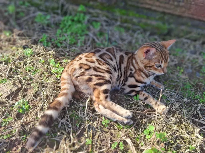 Gata bengal.. 