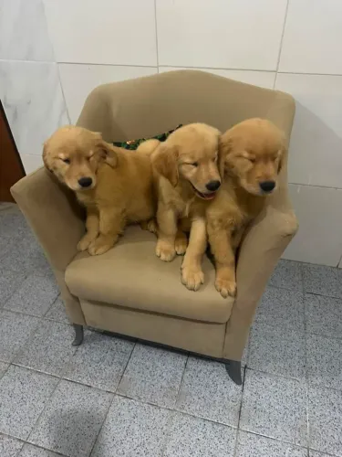 Golden Retriever