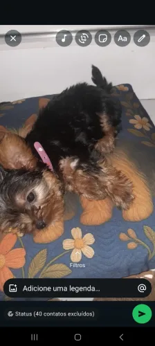 Vendo Filhote de Yorkshire Fêmea 