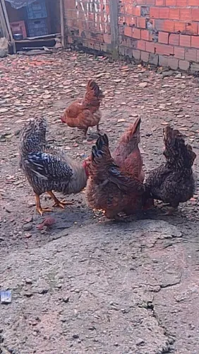 4 Galinhas Caipiras