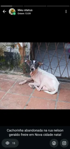 Cachorrinha precisando de um lar 