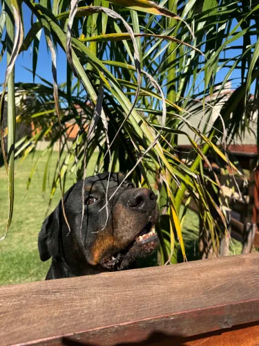 Procuro cruza para rottweiler 
