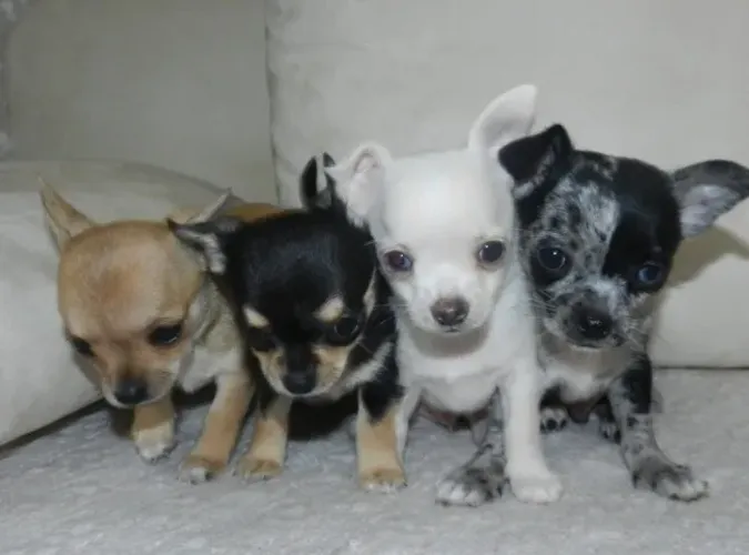 Chihuahua pelo curto