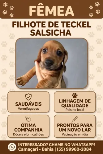 Filhote dachshund, cofap, linguicinha, teckel, salsichinha, salsicha