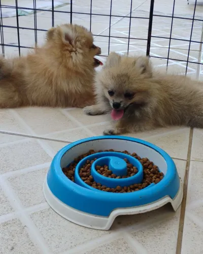 Lulu da Pomerânia #somente macho#