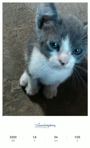 Gatinhos para doação