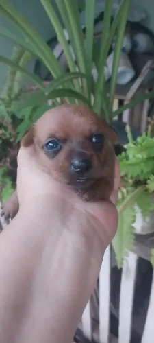 Filhote fêmea pinscher