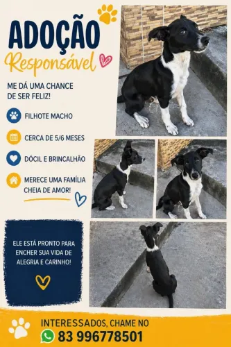 Adoção