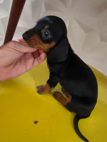 FÊMEA DASCHUND ORIGINAL 