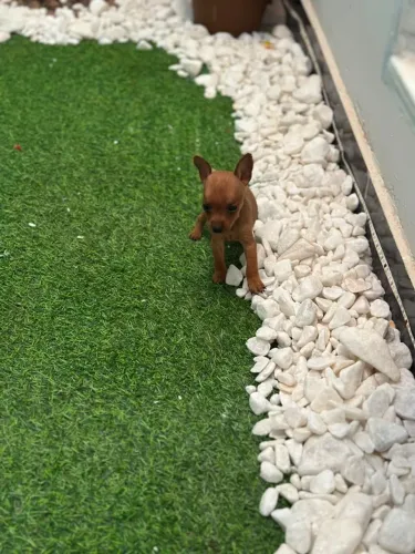 Pinscher macho zero