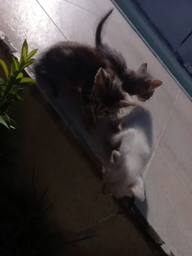Gatinhos para adoção