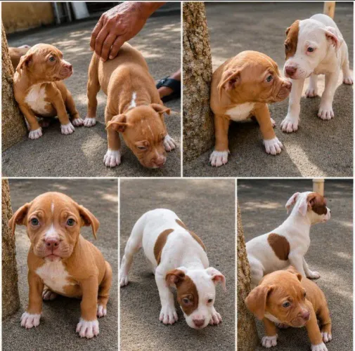 Filhotes de American Bully 