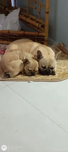 Casal de Bulldog francês