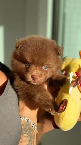 Filhote Lulu da Pomerania - Chocolatee